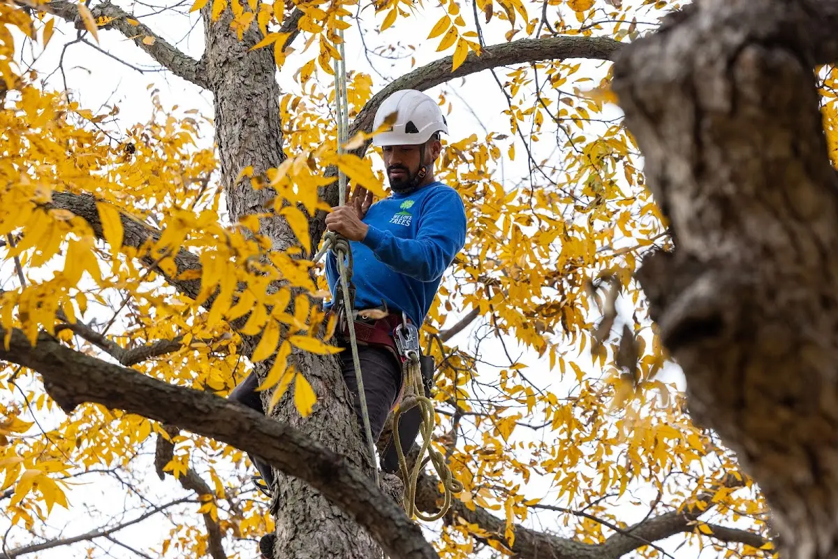 Skilled Tree Trimming crew working in Fenton